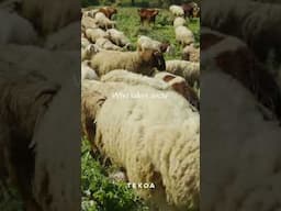 Behold the Lamb of God–Prophecy Fulfilled