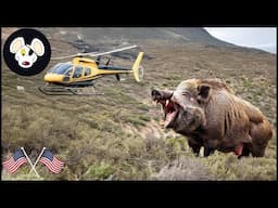 Tragic ! Helicopter Hog Hunts - How Mississippi Farmers Deal With Millions Wild Hogs Attack Farm