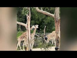 Auckland New Zealand Zoo Experience