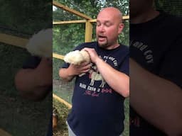 Buff Laced Polish Chicken - Quick Facts