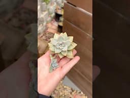 Why I’m always looking at the ground… for FREE PLANTS!🪴 #freeplants #plants #garden #succulents