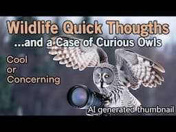 Quick Thoughts on Curious Owls.  Cool Encounters or Concerning Behavior?