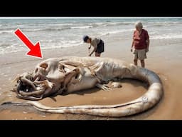 Most Mysterious Sea Monsters Found On The Beach