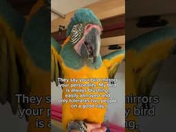 Is your bird just like you? #parrot #birds #parrots #birdmaster