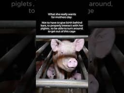 Sign the petition to ban cages for all UK farmed animals ➡️ ciwf.org.uk/SignThePetition