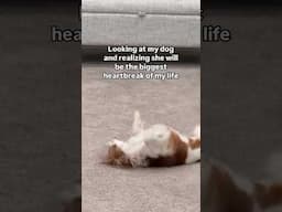Dogs are the best people in the world #cavalierkingcharles #puppy #heartdog