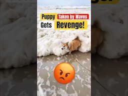 Puppy Taken by Waves (I Get Revenge) 😡 #animals #nature #shorts