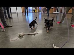 "I" Litter 2025 Early Evaluation Learning Each Pup For Home Raiser Placement @ Protection Dog Sales