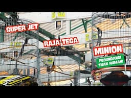 Pecundangi Tuan Rumah🔥MINION Pukul Mundur RAJA TEGA & SUPER JET #muraibatu #seduluranmuraimania