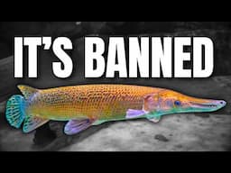 WORST Aquarium Fish (Should Be Illegal)
