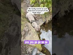 Watson wants to dip in water but the edge is too high! #funnydog #australianlabradoodle