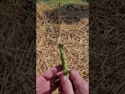 Fresh Asparagus - One of My Favorite Treats of Spring  #asparagus