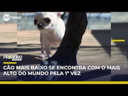 Cão mais alto se encontra com o mais baixo do mundo | Primeiro Impacto (01/05/25)