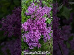 Bloomerang  Dark Purple Lilac #gardening #scentedflowers #blooms