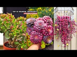 Top 15 Colorful Succulents You Need to Grow