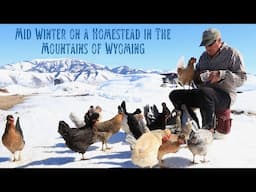 Mid Winter on a Homestead in The Mountains of Wyoming - Snow, Below 0, Poultry, Wild Things, & More