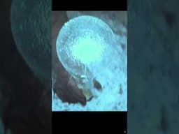 Electric stingray with 200volts
