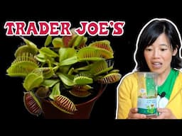 FEEDING My $5.99 Trader Joe's Venus Fly Trap