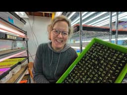 #51 My Seedling Room: New Lights and a Progress Report