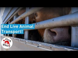The Tragedy of Live Animal Transports 🐮🐷 #EndCruelAnimalTransport | FOUR PAWS Australia | [SUBS]