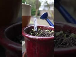 Growing vegetables in container garden and in ground beds #containergardening #vegetablegardening