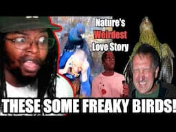 The Strange History of Birds Trying to Mate with Us [Casual Geographic] DB Reaction