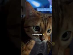Reddington #funnycatvideos #meows #cute #cutecat #viralvideo #raymondreddington #cat