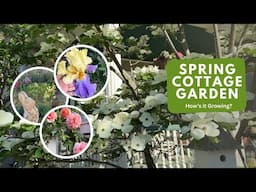 Peaceful Cottage Garden Tour 2025 // How's It Growing?