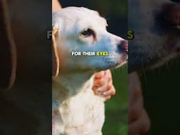 Puppy Tearless Shampoo