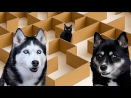 New MAZE for Dogs and Cats! Who will be the first to find a way out?