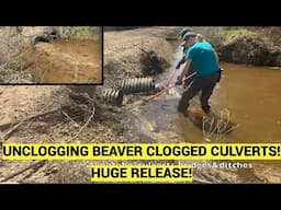 UNCLOGGING BEAVER CLOGGED CULVERTS. 03/2025