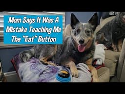 Might Have Been A Mistake Teaching This 😆 ~ Talking Pet Essential Words ~