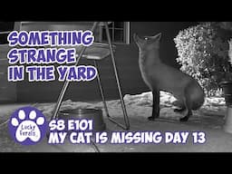 Something Strange In The Yard - Missing Cat Day 13- Lucky Ferals S8 E101 Vlog