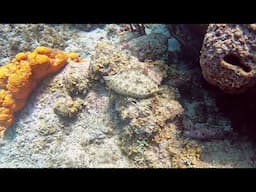 Baby Peacock flounder tries to hide from scuba diver in St Lucia