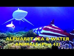 ALPHABET SEA & WATER ANIMALS (Part 43) EDUCATIONAL CHILDREN LEARN / BABIES, TODDLERS, PRESCHOOL, K-3