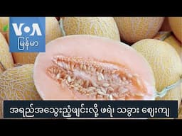 အရည်အသွေးညံ့ဖျင်းလို့ ဖရဲ၊ သခွား ဈေးကျ “လယ်ယာစီးပွားသတင်းများ”