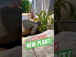New Plant, Who Dis? 🐢🌱#tortoise #tortoiselife