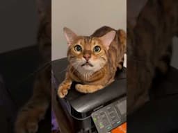 Interesting #cat #cutecat #funnycats #meows #viralshort #bengalcat