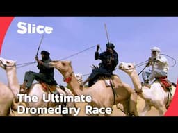 The Great Dromedary Race of Niger: Speed, Pride, and a €1500 Dream | SLICE