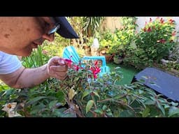 A Tour of my French Garden