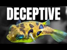 10 Tiny Aquarium Fish That Become DEMONS
