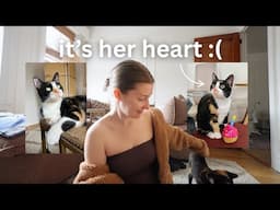 a health update for my cat Delilah (1 year old) if you wanna know...❤️