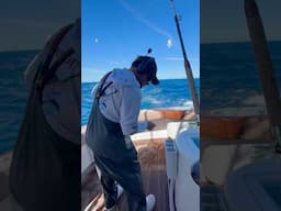 Bait rigging offshore on a 67ft Viking sport fisher yacht