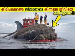 ഇത്രയും ക്രൂരമായ മറ്റൊരു ജീവി ഭൂമിയിലില്ല!😱The Apex Predator - The Orca Whales | Storify
