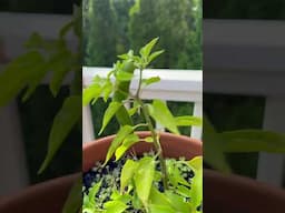Appalachian Ocean Pepper Update