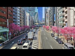 Shibuya Cherry Blossom Hunt - March 27, 2025 - Live Tokyo Sakura Walk