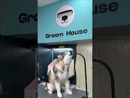 Hoooowl! 🐺 #grooming #alaskanmalamute #husky
