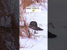 LOL...What's This Owl Thinking? #funny #animals #birds #wildlife #lol