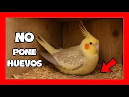 ✅ NINFA NO PONE HUEVOS | CAUSAS y SOLUCIONES