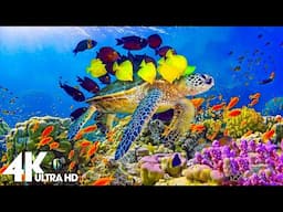 Underwater Wonders 4K | Marvel at Sea Animal in The Best 4K Aquarium 🐳 Ocean Relaxation Film